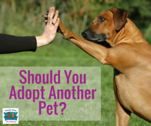 Should You Adopt Another Pet?