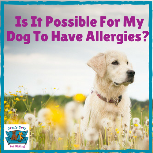 Is It Possible For My Dog To Have Allergies?