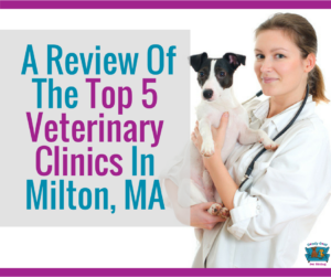 A Review Of The Top 5 Veterinary Clinics In Milton, Masschusetts