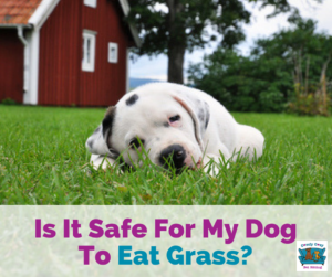 Is It Safe For My Dog To Eat Grass?