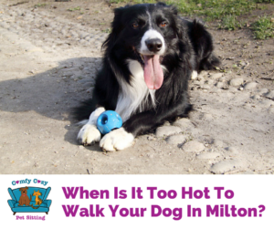 When Is It Too Hot To Walk Your Dog In Milton?