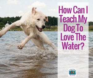 How Can I Teach My Dog To Love The Water?