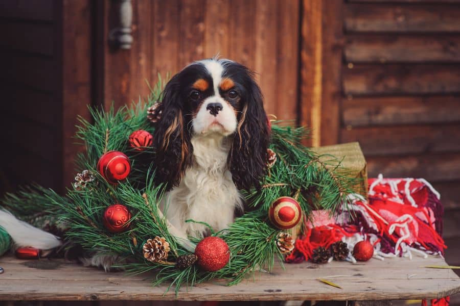 Eight Toxic Holiday Plants For Pets
