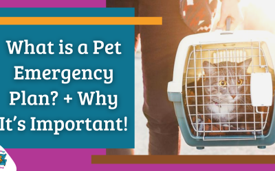 What is a Pet Emergency Plan? + Why It’s Important!