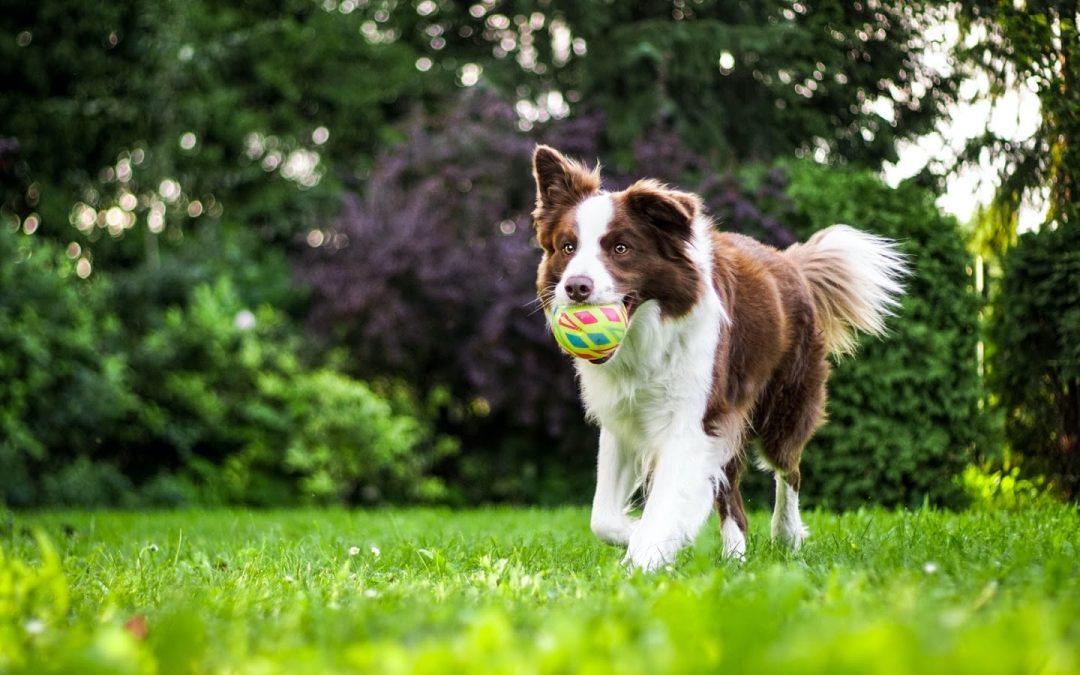 Heat Exhaustion in Pets: How to Know if Your Dog is Too Hot!
