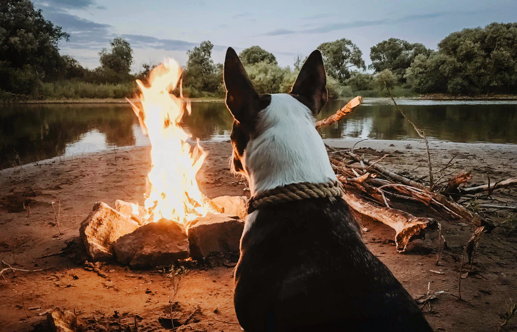 Best Places to Camp with Your Dog in Randolph Massachusetts This Summer