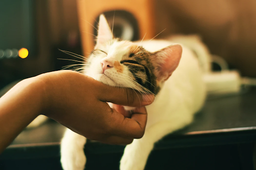 International Cat Day: 5 PURR-fect Ways To Celebrate