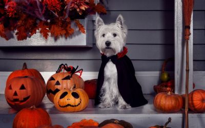 How to Get Your Dog Comfortable in Their Halloween Costume