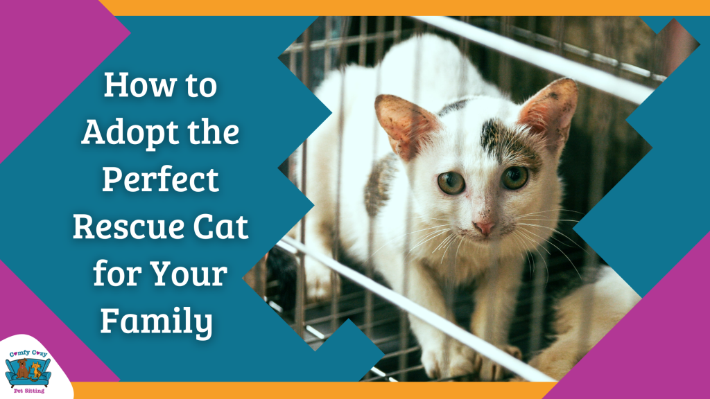 how to adopt the perfect rescue cat for your family