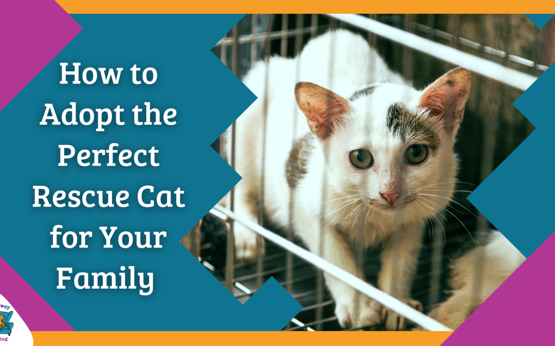How to Adopt the Perfect Rescue Cat for Your Family