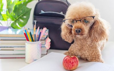 5 Tips for Transitioning Your Dog's Schedule Back to a School Schedule