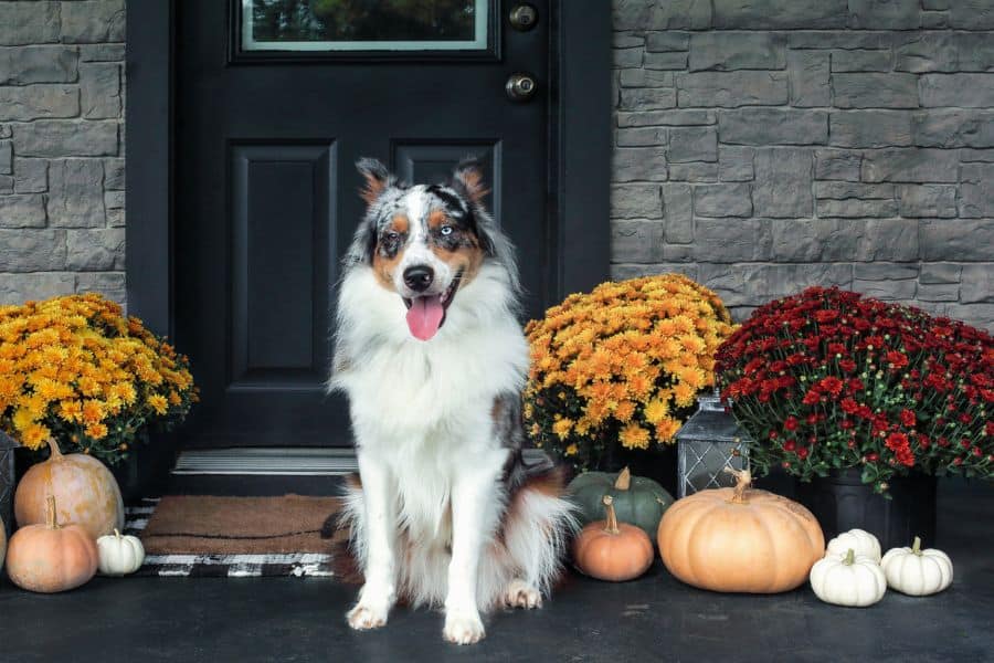 Thanksgiving Foods To Avoid Feeding Your Dog