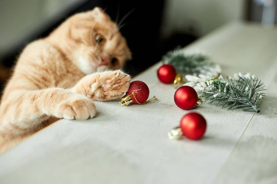 The Top 4 Safest Toys and Gifts for Your Pets this Holiday Season
