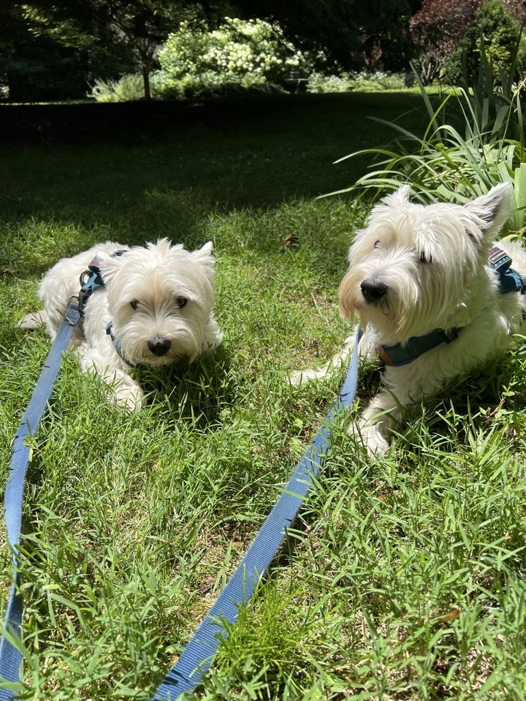 dog walking milton canton