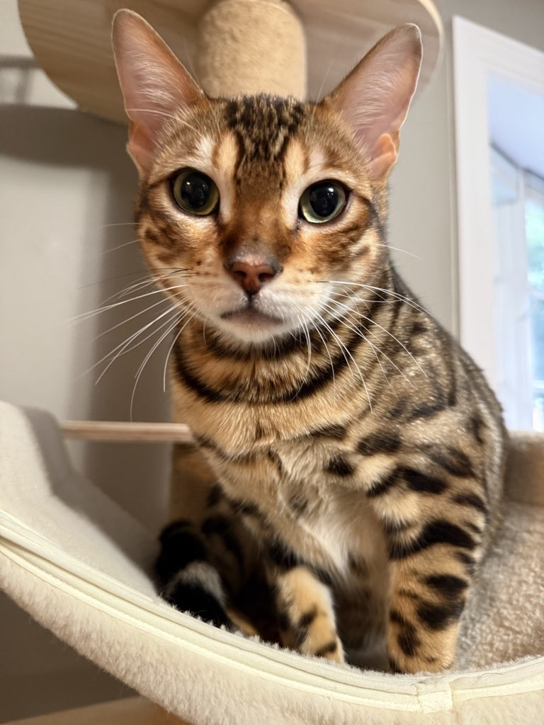 In Your Home Pet Sitting in Milton Canton Randolph