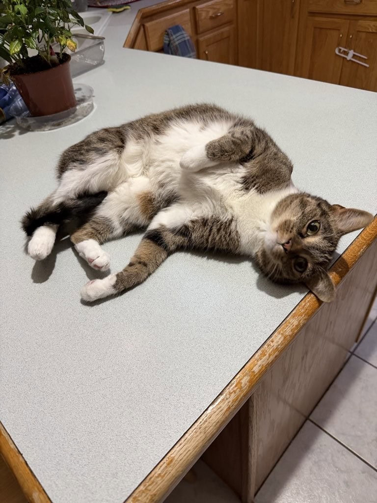 Comfy Cozy Pet Sitting About